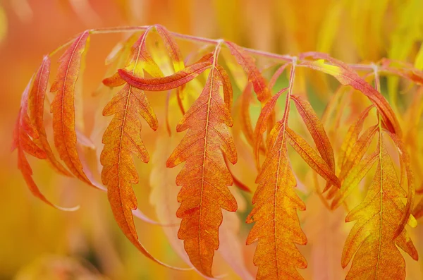 Rama de árbol de otoño — Foto de Stock