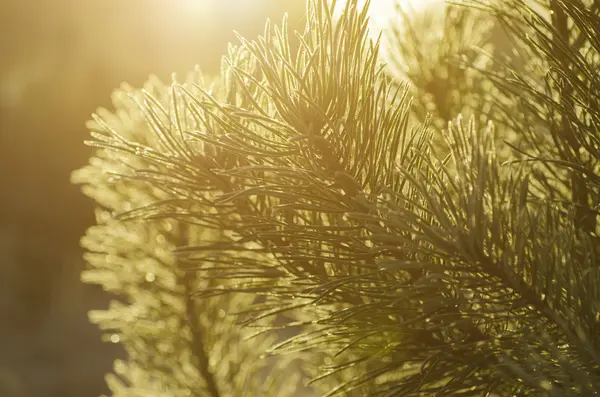 Kiefer sonniger Baum — Stockfoto