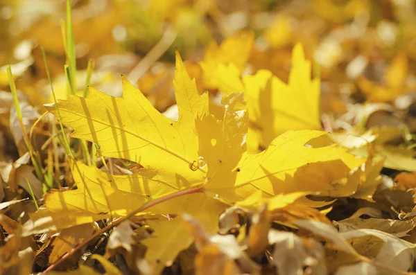 秋の自然背景 — ストック写真