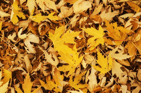秋の自然背景 — ストック写真