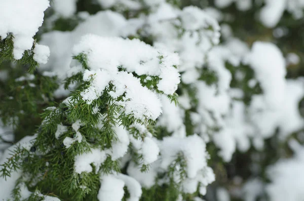 Fir tree under the snow — Stock Photo, Image