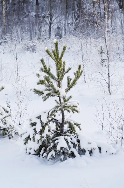 雪の中のモミの木 — ストック写真