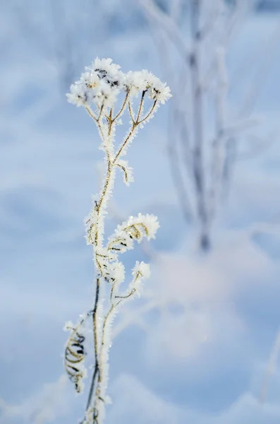 冻结草甸植物 — 图库照片
