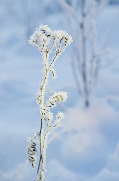 Gefrorene Wiesenpflanze — Stockfoto