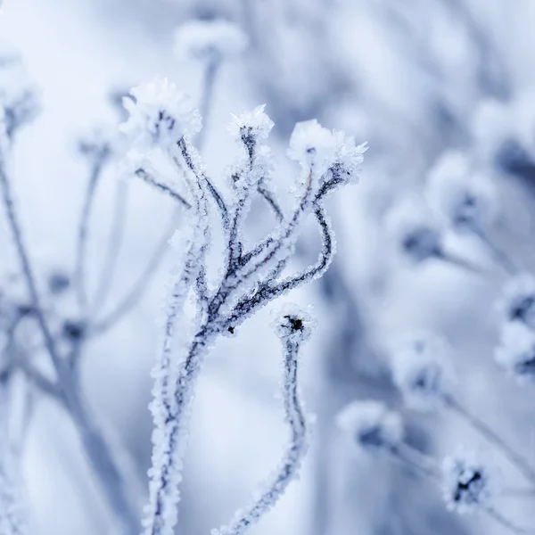 Planta del prado congelado — Foto de Stock