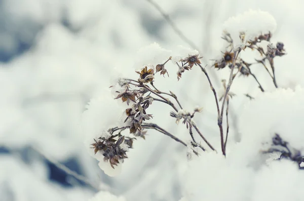 Frozen meadow plant — Stock Photo, Image