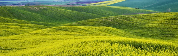 Campos amarelos de colza na primavera — Fotografia de Stock