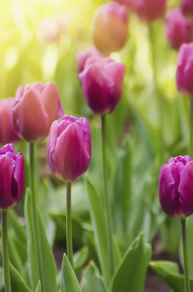 Violette tulpenbloemen — Stockfoto
