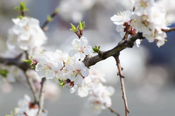 Apricot tree flower — Stock Photo, Image