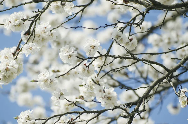 Albicocca albero fiore — Foto Stock