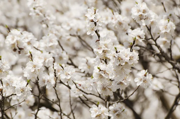 Abrikozenboom bloem — Stockfoto