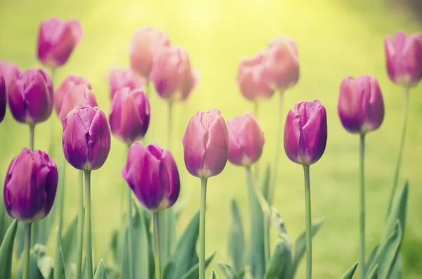 Violette tulpenbloemen — Stockfoto