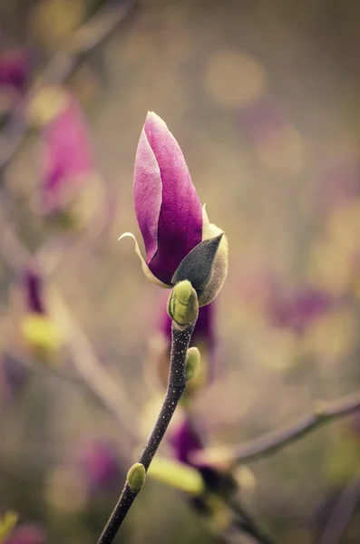 Pączek kwiatu magnolii — Zdjęcie stockowe