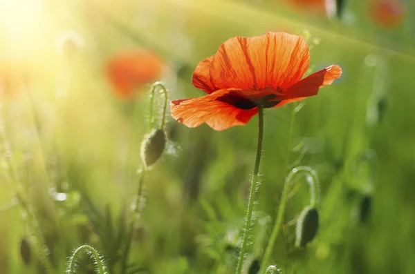 Poppy em um campo — Fotografia de Stock