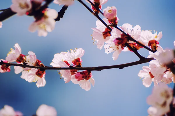 Apricot tree flower — Stock Photo, Image