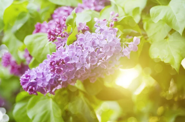 Ramo di fiori lilla — Foto Stock