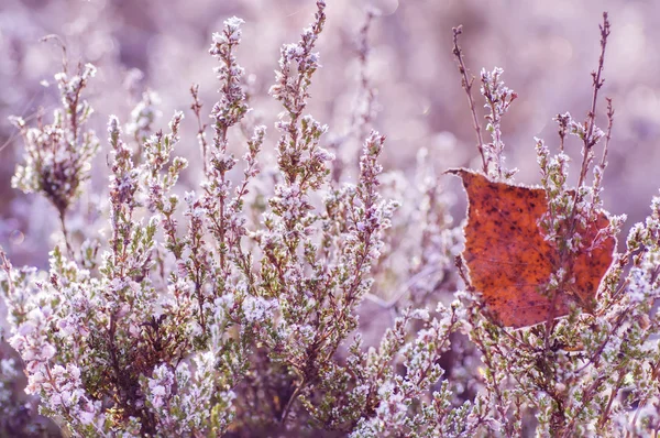 Fleurs de bruyère congelées — Photo