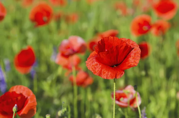 Amapola en un campo — Foto de Stock