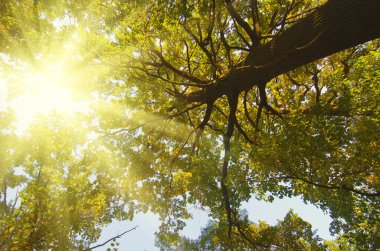 Sonbahar güneşli ağaç