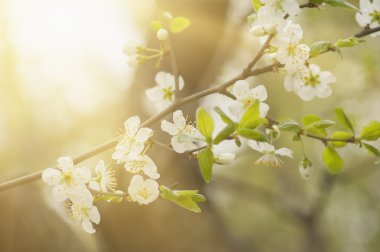 Kiraz bahar çiçekleri
