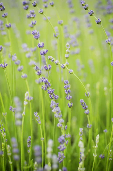 Flores de primavera de lavanda — Fotografia de Stock