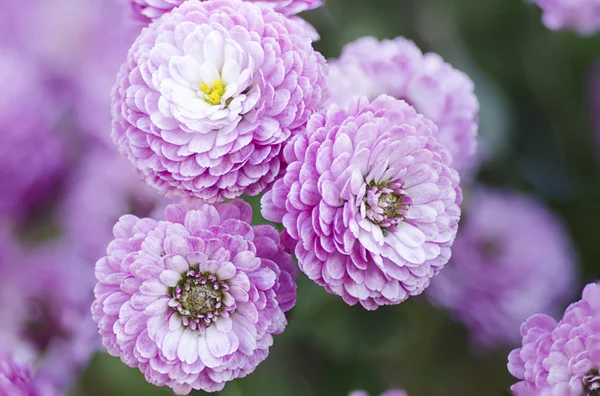 Цветки макро-хризантемы — стоковое фото