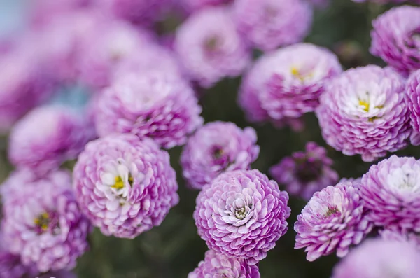 Krysantemum makro blommor — Stockfoto