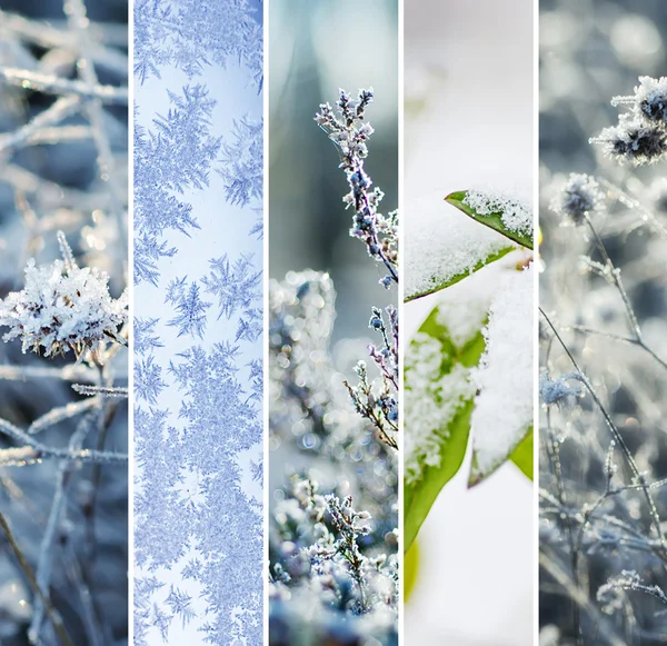 Winter backgrounds collection — Stock Photo, Image