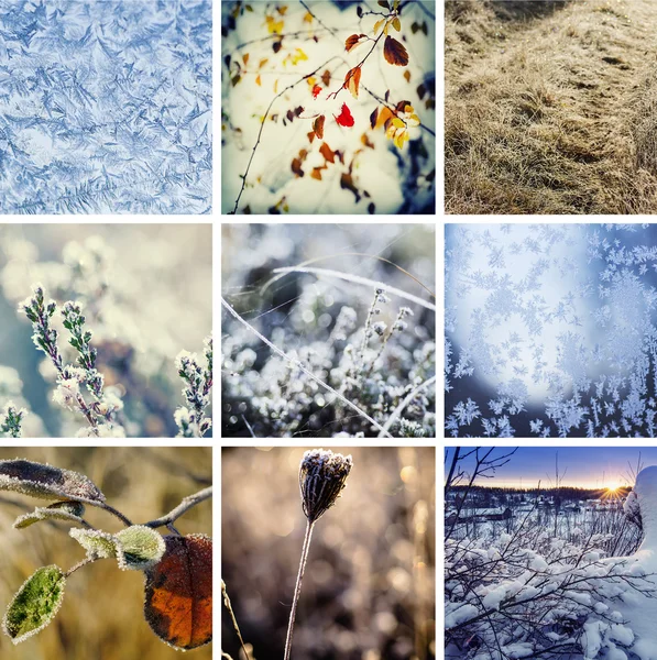 Zimowa kolekcja tła — Zdjęcie stockowe