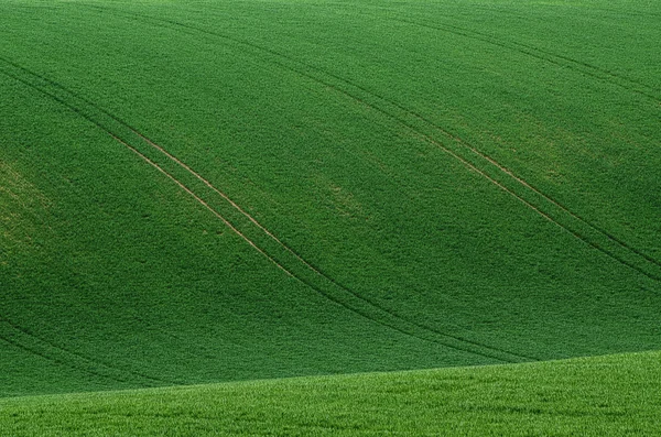 Green grass field background — Stock Photo, Image