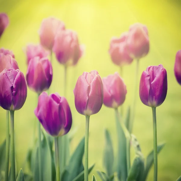 Violet tulip flowers — Stock Photo, Image