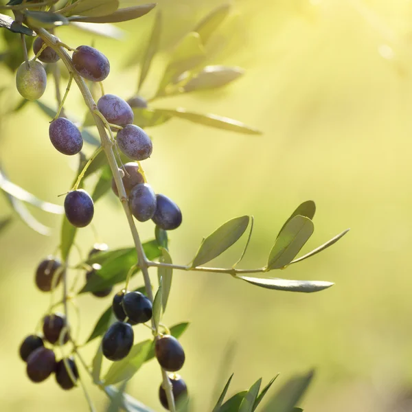 Olivenbaum mit Früchten — Stockfoto