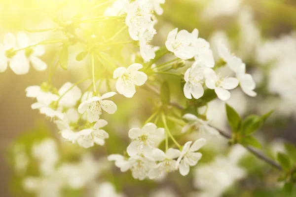 Fiori di ciliegio primaverile — Foto Stock