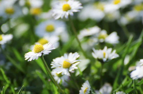 Frühlingsmargeritenblüte — Stockfoto