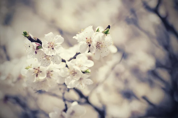 Marillenbaumblüte — Stockfoto