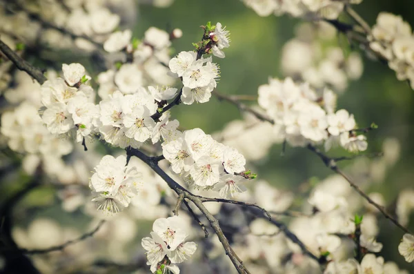 Abrikozenboom bloem — Stockfoto