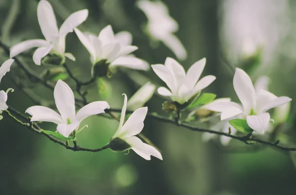 白モクレンの花 — 图库照片