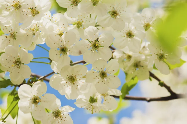 Cherry spring flowers — Stock Photo, Image