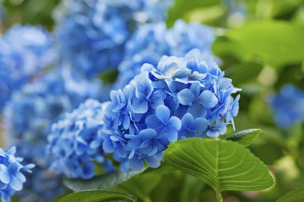 Hydrangea blommor bakgrund — Stockfoto