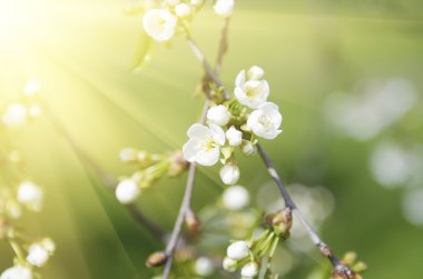 Kiraz bahar çiçekleri