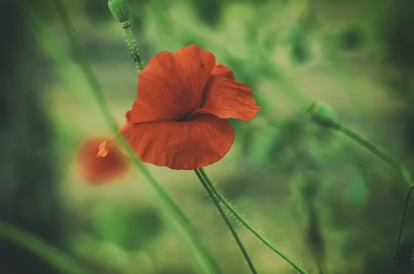 Mohn auf einem Feld — Stockfoto