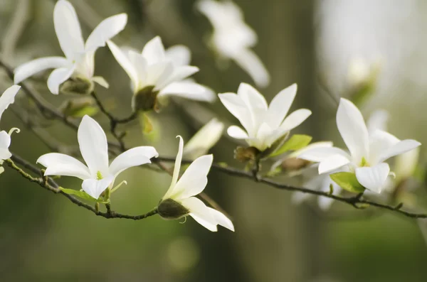 白モクレンの花 — 图库照片