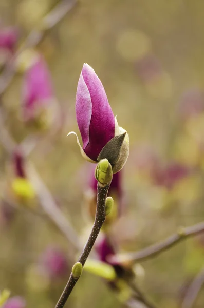 Magnolia bloemknop — Stockfoto