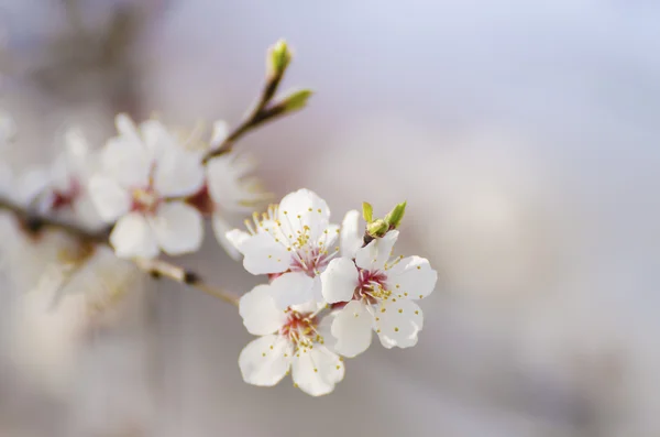 Apricot tree flower — Stock Photo, Image