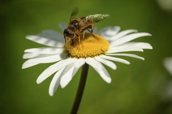 मधमाशी सह कॅमोमेल — स्टॉक फोटो, इमेज