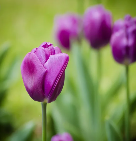 Fialové tulipánové květiny — Stock fotografie