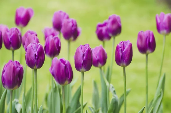 Flores de tulipa violeta — Fotografia de Stock