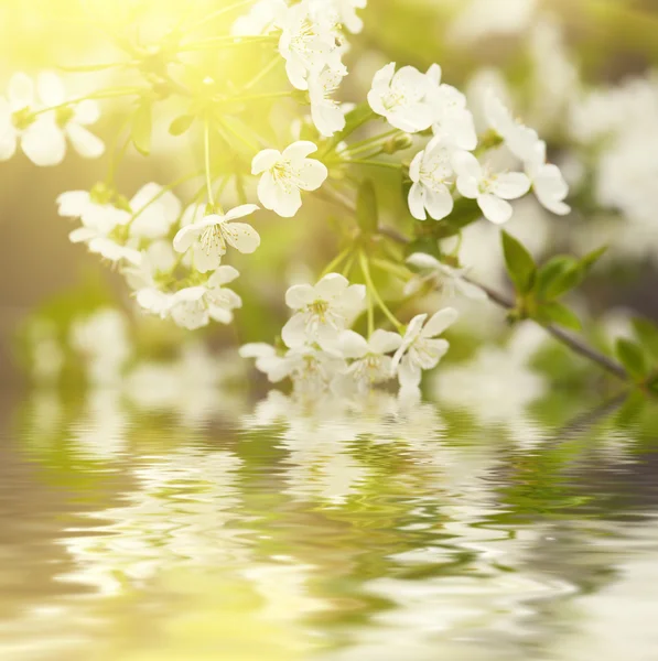 Wiosenne kwiaty wiśni — Zdjęcie stockowe