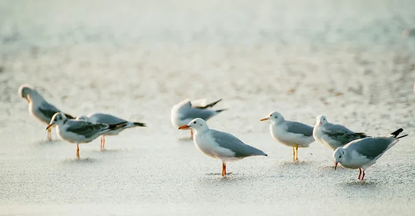 Gaivotas marinhas na água — Fotografia de Stock