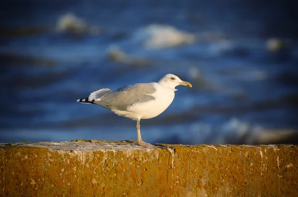 Havsgös vid piren — Stockfoto